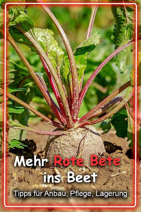 Rote Bete Lagern Garten