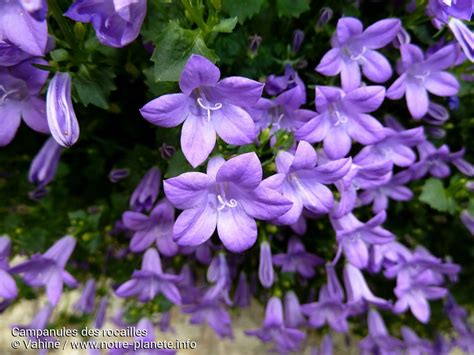 Campanules des rocailles | Campanule, Rocaille et Photo fleurs
