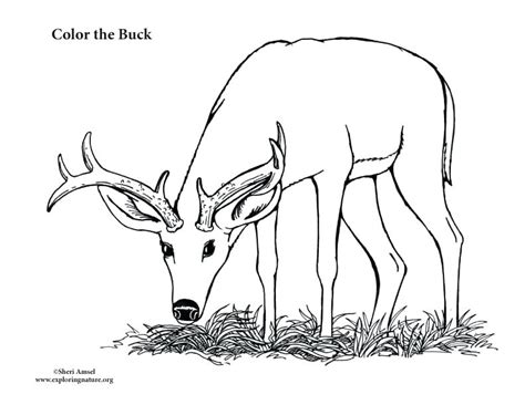 Deer Hunting Coloring Sheets Coloring Pages