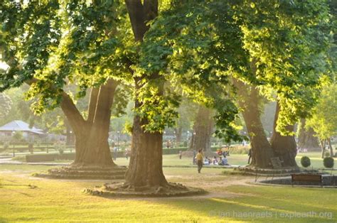 Save the Chinar: The Endangered Heritage of the Oriental Plane Trees of Kashmir (Full Article ...