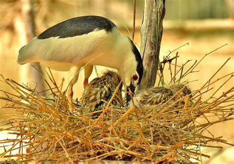 The 11 Most Impressive Bird Nests