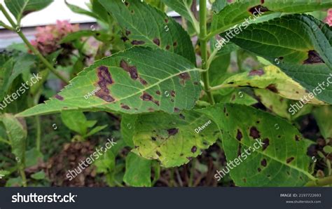 Anthracnose Disease Hydrangea Caused By Fungus Stock Photo 2197722693