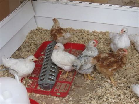 Isa Brown chicks | BackYard Chickens - Learn How to Raise Chickens