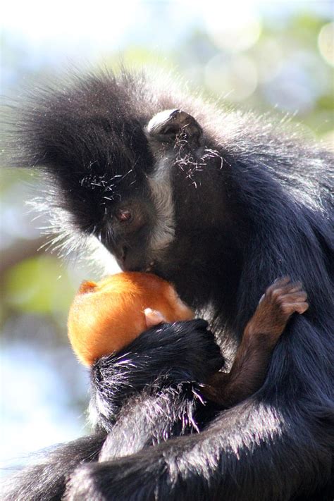 Langur Monkey - ZooBorns