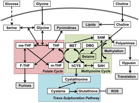 Brief Introduction Of One Carbon Metabolism Creative Proteomics Blog