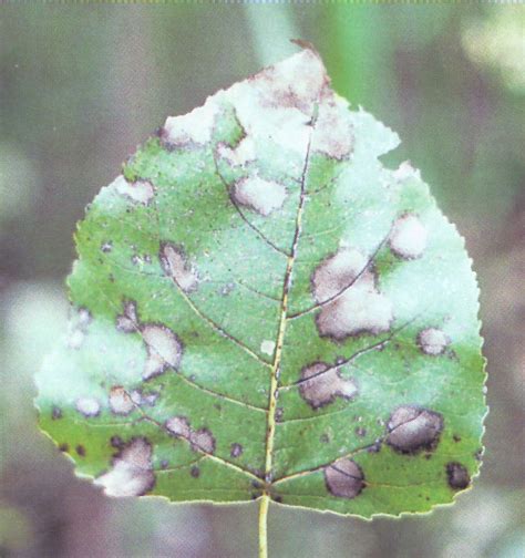 Leaf Spots And Blights Forest Nursery Pests
