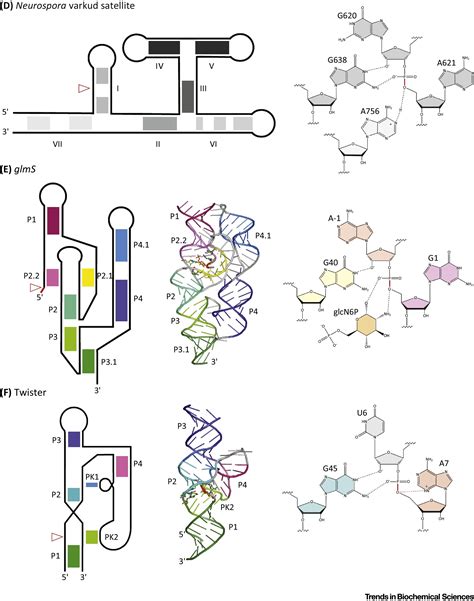 Chemistry And Biology Of Self Cleaving Ribozymes Trends In Biochemical