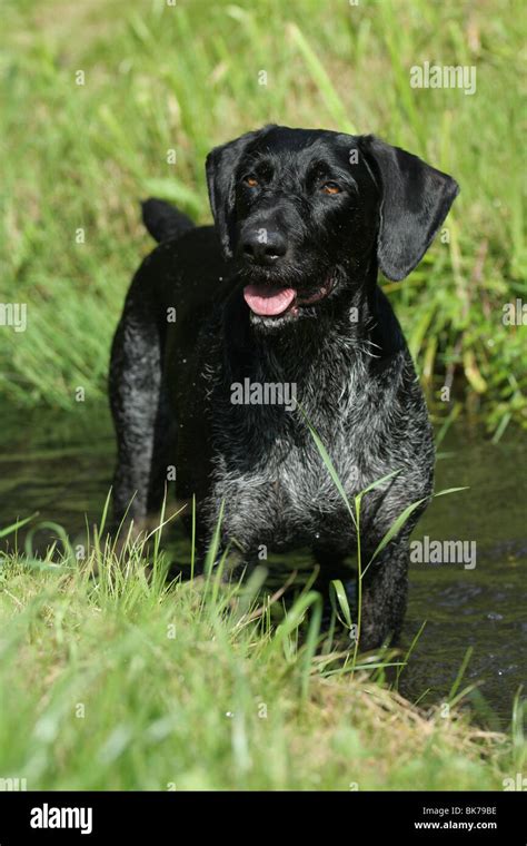 Bathing German Wirehaired Pointer Stock Photo Alamy