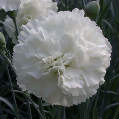 Dianthus Caryophyllus Devon Cottage Dobay Kertészet