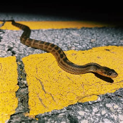 Saltmarsh Snakes In Central Florida Florida Wildlife Trappers