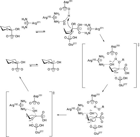 Proposed catalytic mechanism of influenza virus neuraminidase. 76 ...