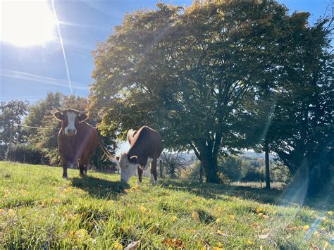 Happycattle Ehrfurcht Vor Dem Leben Bedeutet Auch Ehrfurcht Vor Den