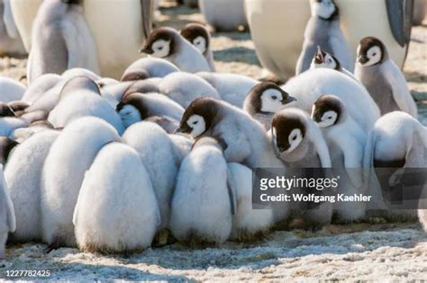 Baby Penguin Huddle Photos and Premium High Res Pictures - Getty Images