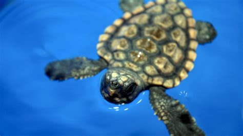 Inside Of A Sea Turtle’s Mouth Sea Turtle Exploration