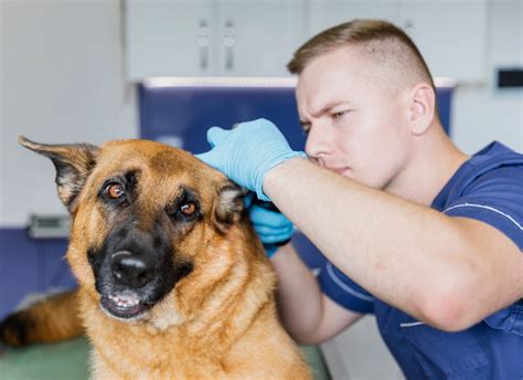 Como Escolher O Melhor Veterin Rio Para Seu Pet Dicas E Orienta Es