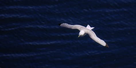 Free Images Sea Nature Bird Wing Seabird Flying Seagull Gull