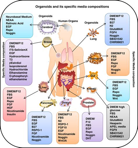 Concise Review: Current Status of Three‐Dimensional Organoids as ...