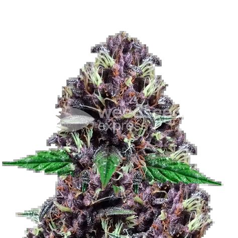 CBD Purple Kush Autoflower Seeds - WeedSeedsExpress