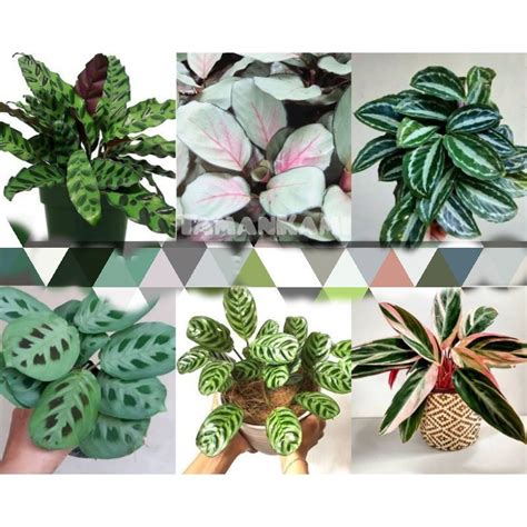 Jual BISA COD PROMO Tanaman Hias Jenis Calathea Bunga Hias Calatea