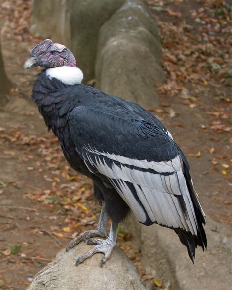 Cathartidae - new world vultures Photo Gallery | Wildlife Journal Junior