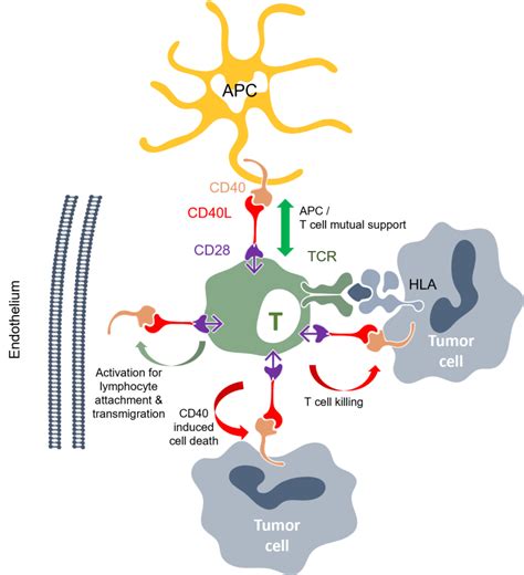 Cd L Cd Switch Protein Medigene Ag