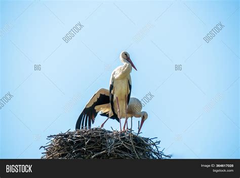 Stork Returning Their Image And Photo Free Trial Bigstock