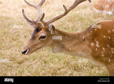 Fallow Deer Buck Stock Photo Alamy