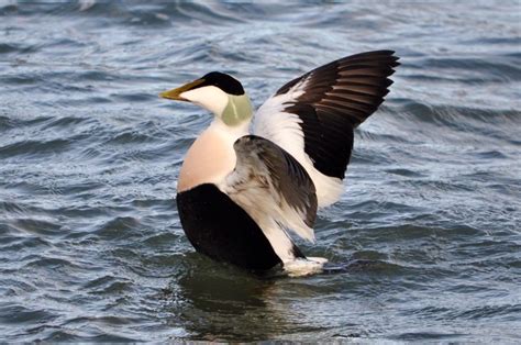 Sea ducks & Allies - Seabird Tracking Database