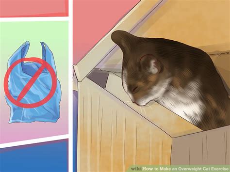 How To Make An Overweight Cat Exercise 11 Steps With Pictures