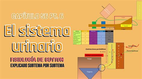 CAP 26 el sistema urinario anatomía funcional y micción l Fisiología