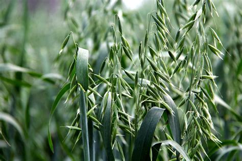 oat prices rise   month highs country guide