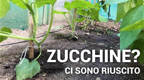 Il Mio Primo ORTO Struttura Per Legare Le ZUCCHINE TROMBETTA E Prima