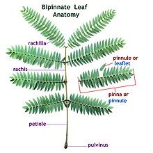 Glossary Of Leaf Morphology Wikipedia