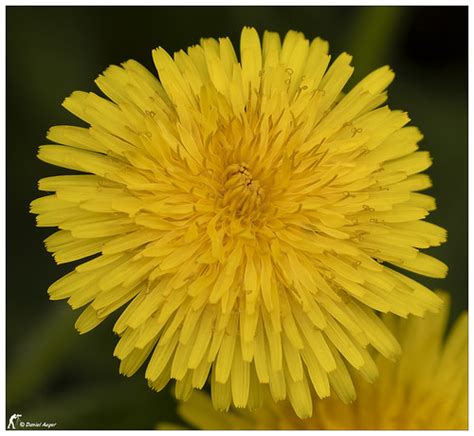 Pissenlit Officinal Common Dandelion Le Pissenlit La M Flickr