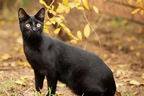 Pourquoi mon Chat me Mordille quand il Ronronne Chats Gâtés