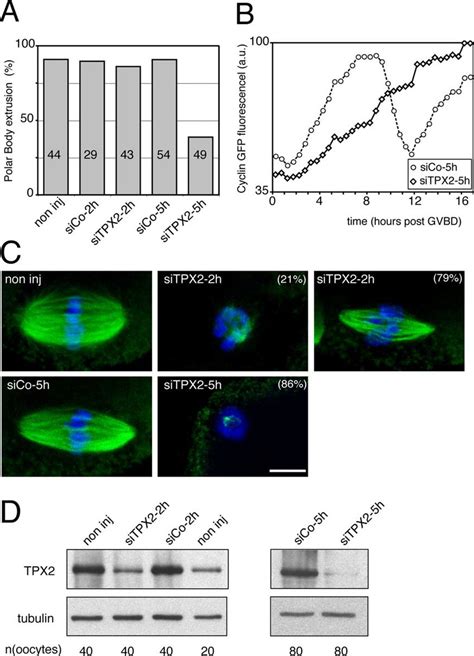 Meiotic Maturation And Spindle Formation Upon Tpx2 Depletion A