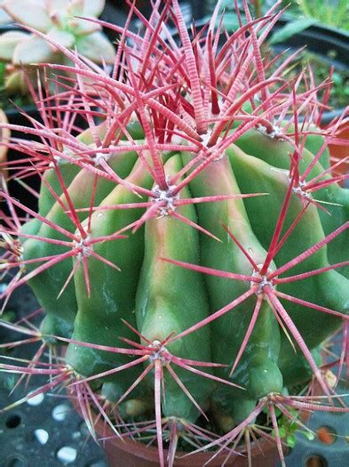 Ferocactus Cylindraceus Oantza