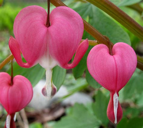 40 of the worlds weirdest flowers - Flowers Across Melbourne