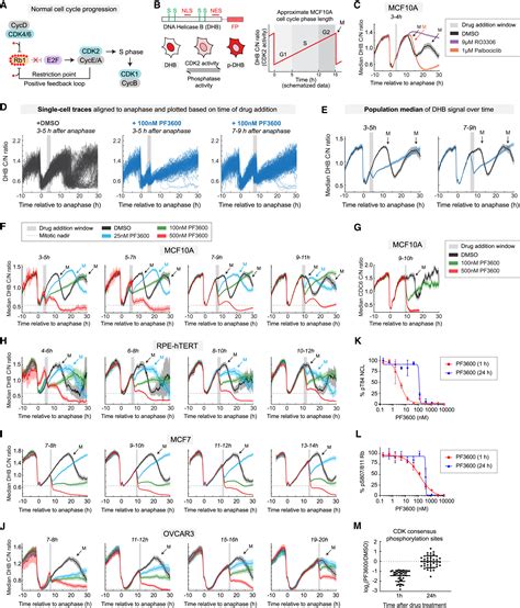 Rapid Adaptation To Cdk2 Inhibition Exposes Intrinsic Cell Cycle