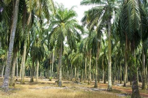 Palm oil tree stock photo. Image of plantation, growth - 25197588