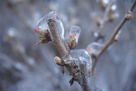 Free Images Tree Nature Branch Blossom Snow Winter Leaf Flower