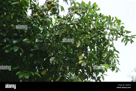 Nutmeg fruit or pala on tree in Indonesia Stock Photo - Alamy