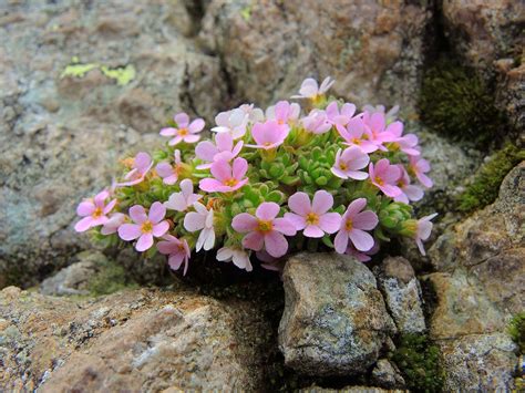Камнеломка домашняя (124 фото) - фото - картинки и рисунки: скачать ...