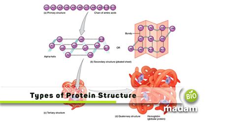 Different Levels Of Protein Structure Biomadam