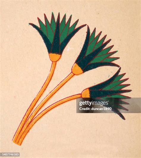 1113 Egyptian Lily Stock Photos High Res Pictures And Images Getty