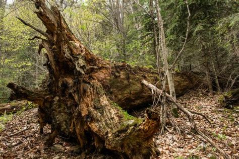 Historia Puszczy Białowieskiej burzliwe dzieje powstania Puszczy