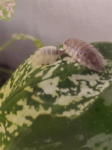 Baby isopod imagining his future molts : r/isopods