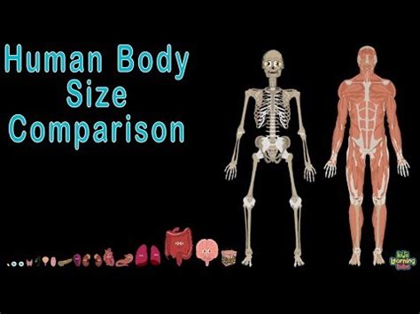 Human Body For Kids Human Body Size Comparison - sengeek