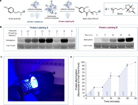 Visible Light Mediated Protein Labeling A General Reaction Scheme For