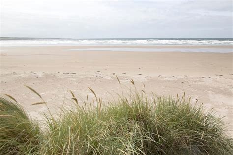 Premium Photo Reeds On Rossnowlagh Beach Donegal Ireland